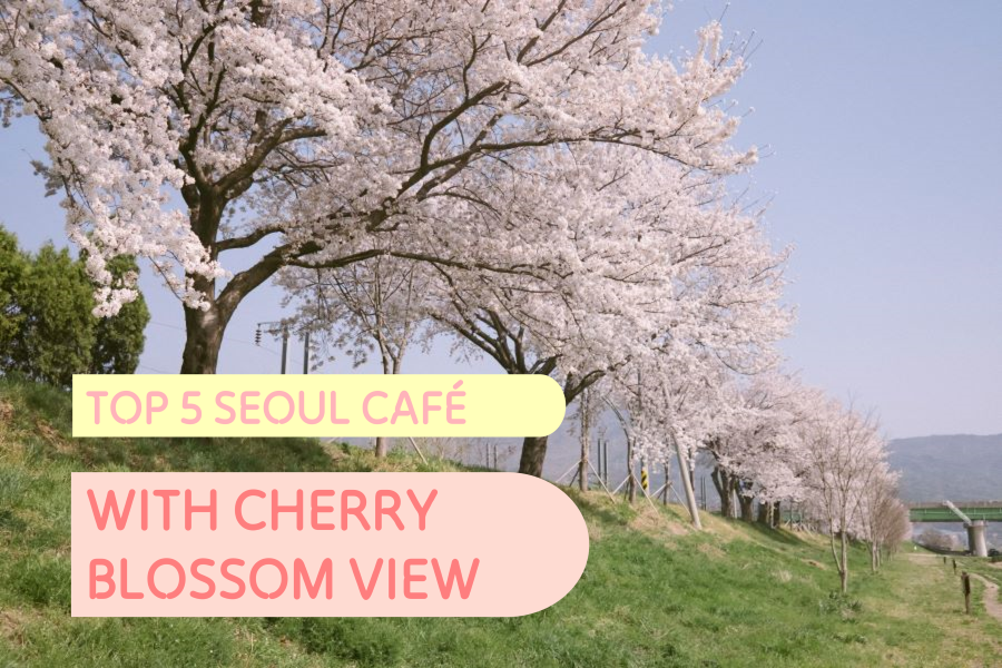 cherry blossom cafe, cafe in Seoul, mapo district, hongdae attractions, cherry blossom in korea