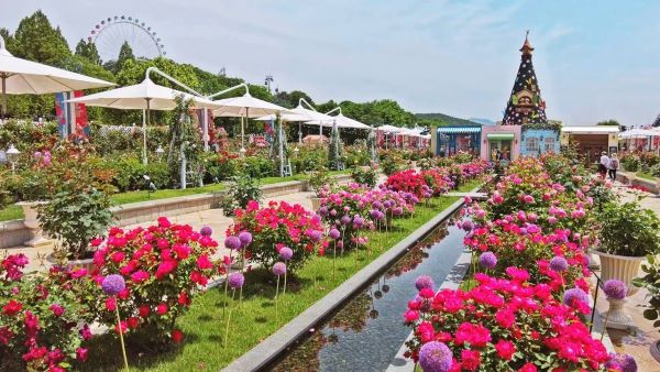 rose festival, best month to visit korea, everland amusement park, fubao, rose season