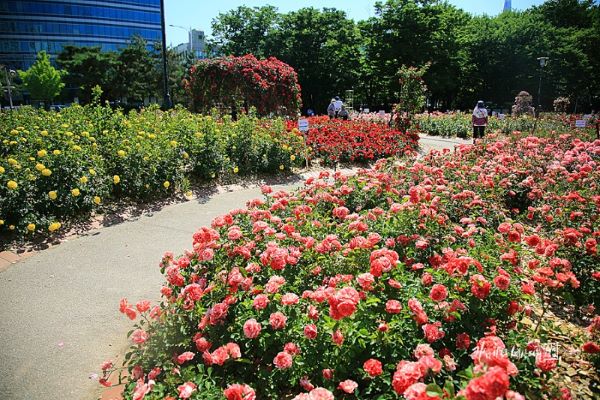 hoa hồng, everland hàn quốc, du lịch hàn quốc, seoul hàn quốc, lễ hội hoa hồng