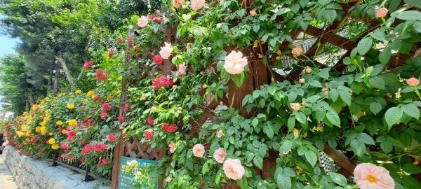 rose festival, best month to visit korea, everland amusement park, fubao, rose season