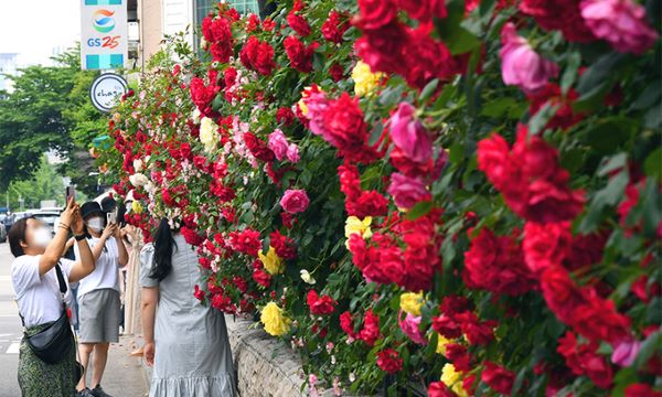 rose festival, best month to visit korea, everland amusement park, fubao, rose season