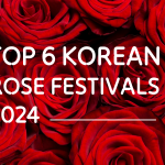 rose festival, best month to visit korea, everland amusement park, fubao, rose season