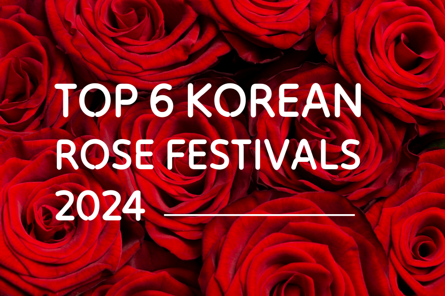 rose festival, best month to visit korea, everland amusement park, fubao, rose season