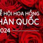 hoa hồng, everland hàn quốc, du lịch hàn quốc, seoul hàn quốc, lễ hội hoa hồng