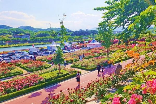 rose festival, best month to visit korea, everland amusement park, fubao, rose season