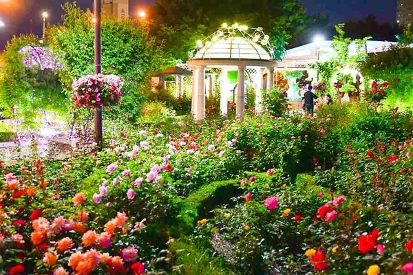 rose festival, best month to visit korea, everland amusement park, fubao, rose season