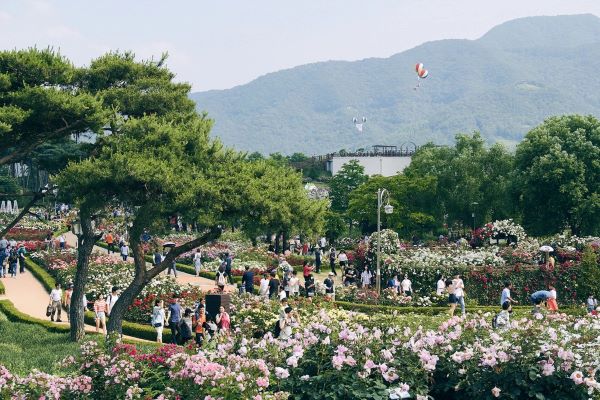 rose festival, best month to visit korea, everland amusement park, fubao, rose season