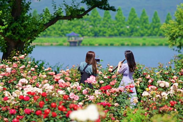 rose festival, best month to visit korea, everland amusement park, fubao, rose season