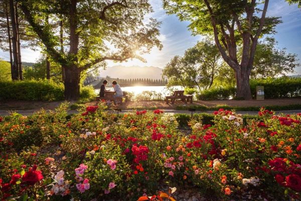 hoa hồng, everland hàn quốc, du lịch hàn quốc, seoul hàn quốc, lễ hội hoa hồng