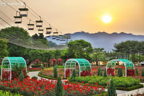 rose festival, best month to visit korea, everland amusement park, fubao, rose season